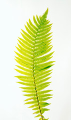  fern leaf on a white background