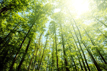 Fototapeta na wymiar Green summer forest with bright sunlight