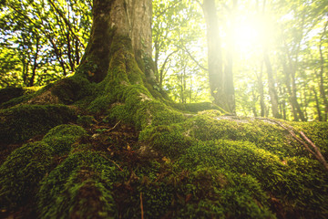 Tree moss roots and sunshine in a green forest