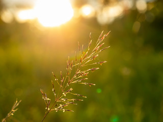 Close up of gold beard grass with light