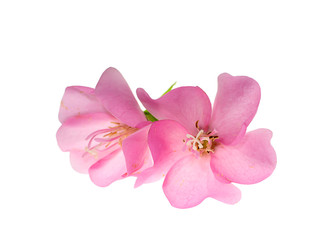 Naklejka na ściany i meble Close up Pink Dombeya flower on white background.