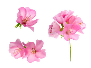 Obraz premium Close up Pink Dombeya flower on white background.