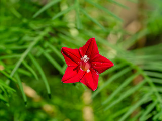 Close up red flower of Cypress vine plant.