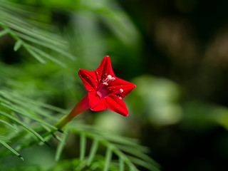 Close up red flower of Cypress vine plant.