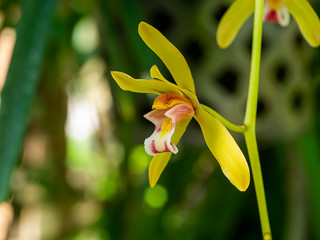 Yellow Cymbidium finlaysonianum flower on tree with blur background.