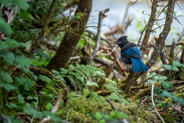 Stellar Jay Foraging