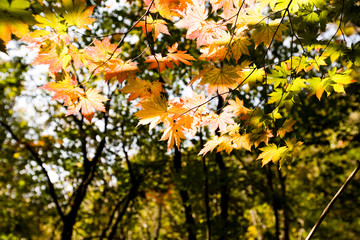 산 속의 살짝 붉은빛으로 물든 단풍잎 maple leaves dyed slightly red in the mountains