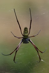 Batik golden web spider