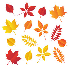 autumn leaves set, isolated on white background. simple cartoon flat style Vector illustration