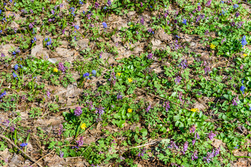 Obraz premium Different flowers in the forest on early spring