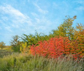 Red foliage of the staghorn sumac tree (Rhus typhina) in fall season. Autumn background.