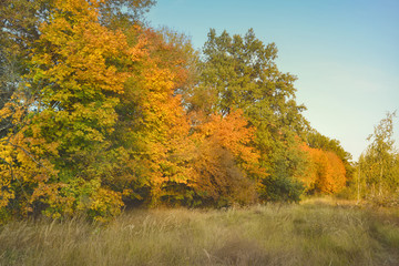Yellowed trees of deciduous grove in fall season. Autumn background.