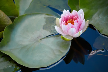 Pink beautiful water lily or lotus flower Marliacea Rosea, waterlily pink flower . Petals of Nymphaea are reflected along with plants in blue-green mirror of the pond. Selective focus