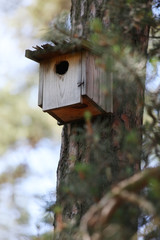 Wooden birdhouse on a pine in the forest. Simple birdhouse design. Shelter for bird breeding, nesting box on a tree