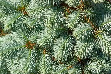 Naklejka na ściany i meble Branches of a young blue spruce in the sunlight close-up. Lush needs on the branches of decorative blue spruce. Texture for Christmas background.