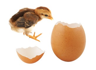 Brown baby chick and egg shell isolated