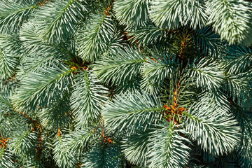 Branches of a young blue spruce in the sunlight close-up. Lush needs on the branches of decorative blue spruce. Texture for Christmas background.