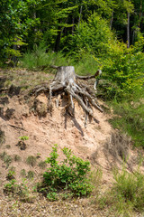 Old tree stump on a hillside