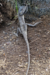 Iguane