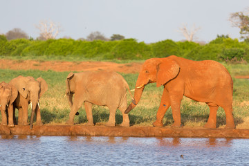 A family of red elephants at a water hole in the middle of the savannah