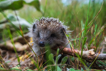 European Hedgehog, Erinaceus europaeus, on a green moss in the forest, summer image. Cute funny animal with snipes.