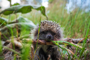 European Hedgehog, Erinaceus europaeus, on a green moss in the forest, summer image. Cute funny animal with snipes.