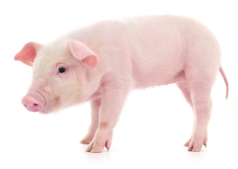 Pig on white © Anatolii