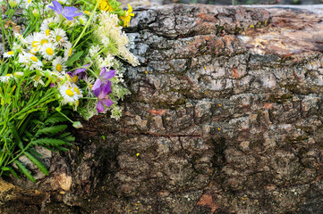 Summer wildflowers on wooden background.