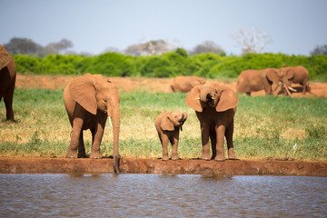 Naklejka premium A family of red elephants at a water hole in the middle of the savannah