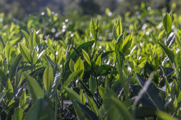 Green tea fields in the highlands of Vietnam. Tea leaves on the bushes. Close-up