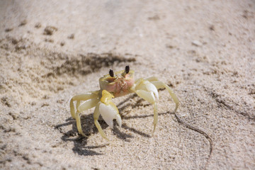 A little yellow crab sits on the sand. Crab on the beach, travel and vacation theme, summer mood