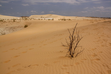 The yellow sand of the desert in Vietnam, footprints in the sand. Lonely tree. Desert background