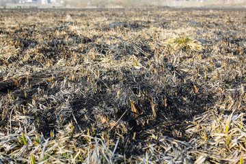 Environment pollution. Dry and burnt grass. Ecological disaster.