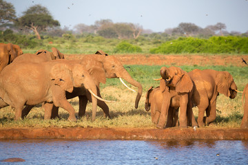 Fototapeta premium A family of red elephants at a water hole in the middle of the savannah