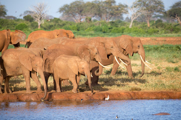 Obraz na płótnie Canvas A family of red elephants at a water hole in the middle of the savannah