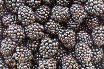 Blackberry fruit - blackberries. Background of very large blackberry fruit. Texture of black berry. Nutritional background. Blackberry texture - large blackberries. Vegetarian natural food. Vitamins.