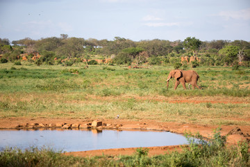 A family of red elephants at a water hole in the middle of the savannah