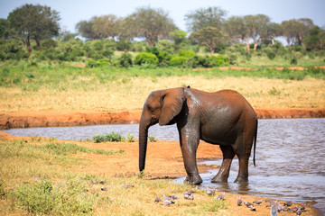 A family of red elephants at a water hole in the middle of the savannah