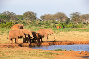 Fototapeta premium A family of red elephants at a water hole in the middle of the savannah