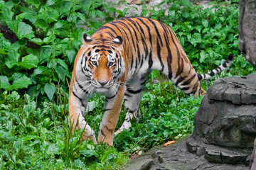  beautiful brightly red tiger walks through thickets of bright green grass (jungle), a powerful big Asian big cat cat by the rocks, right at you.