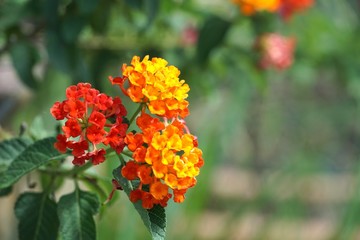 Lantana camara flower in nature garden