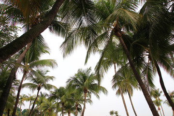 Obraz premium Set of coconut tree isolated on white background