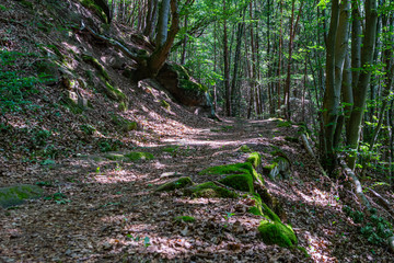 Old forest path up a hill