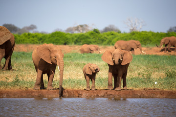 A family of red elephants at a water hole in the middle of the savannah