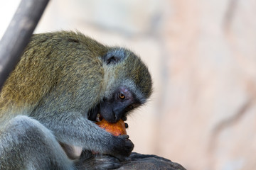 Fototapeta premium A Vervet monkey has found a fruit and eats it