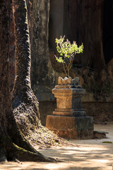 Tulsi, or Holy basil on altar in India in sunlight in the yard