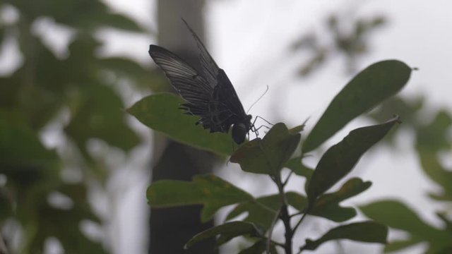 View from under a large black butterfly landing on the leaf of a plant. Close up of butterfly wings flapping as it lands.