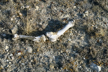 Ossements sur le sol de terre.