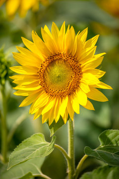 Close up Sunflower beautiful in field