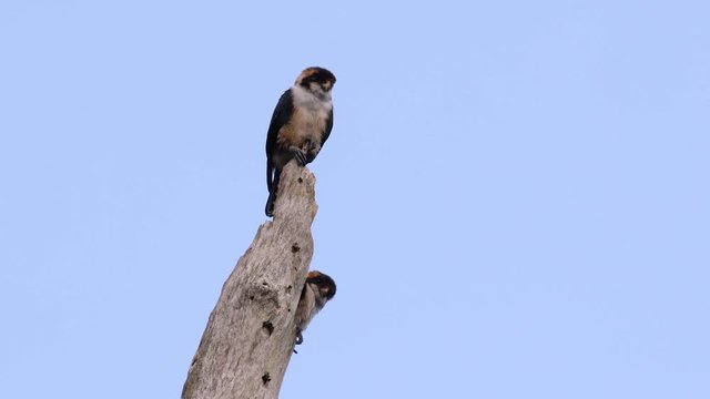 The Black-thighed Falconet is one of the smallest birds of prey found in the forests in some countries in Asia; feeding on insects, small birds, lizards and other small animals.